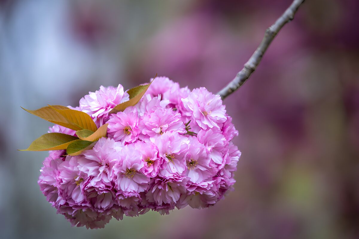 Delicate Cherry Blossom Cluster