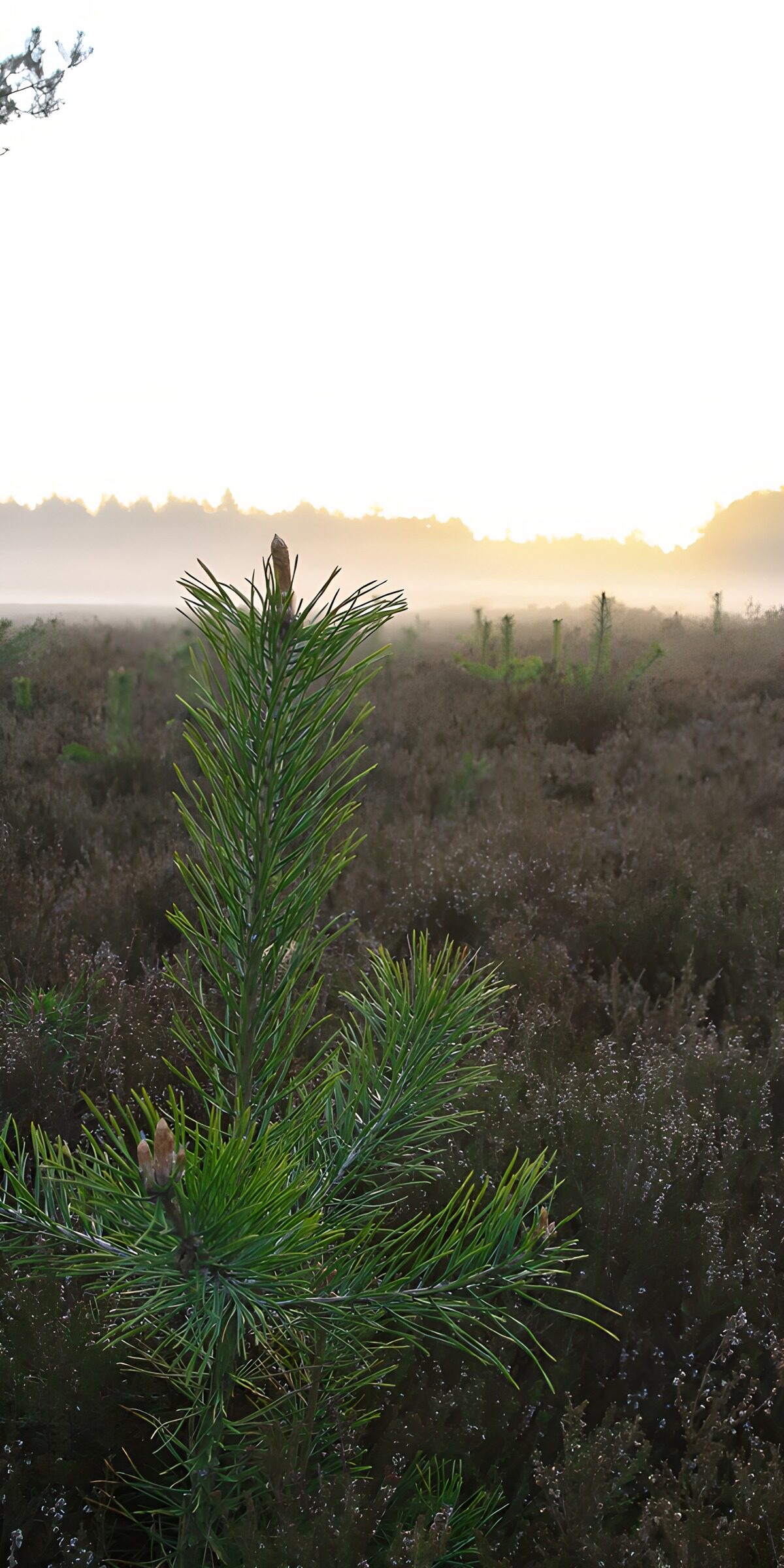 OCCOM2430719: Morning Mist in Pine Forest