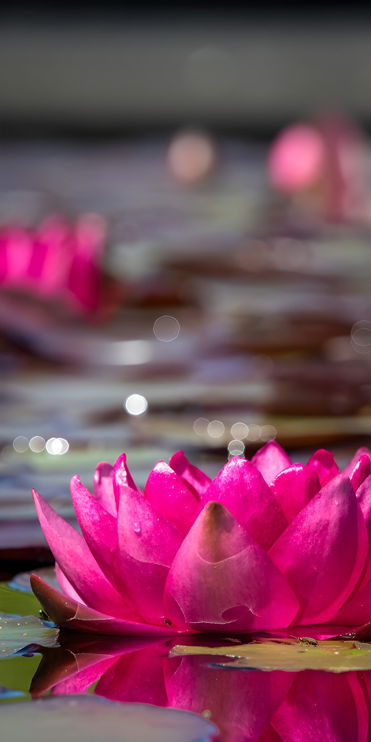 OCCOM8998244: Vibrant Pink Water Lily Bloom