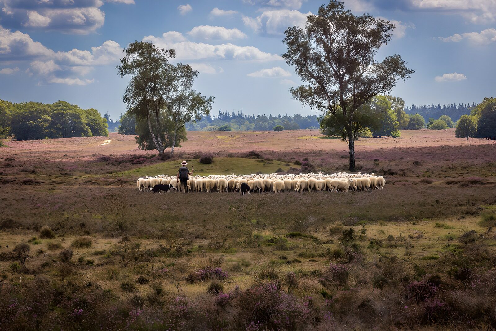 OCCOM9258994: Serene Shepherd with Flock in Nature