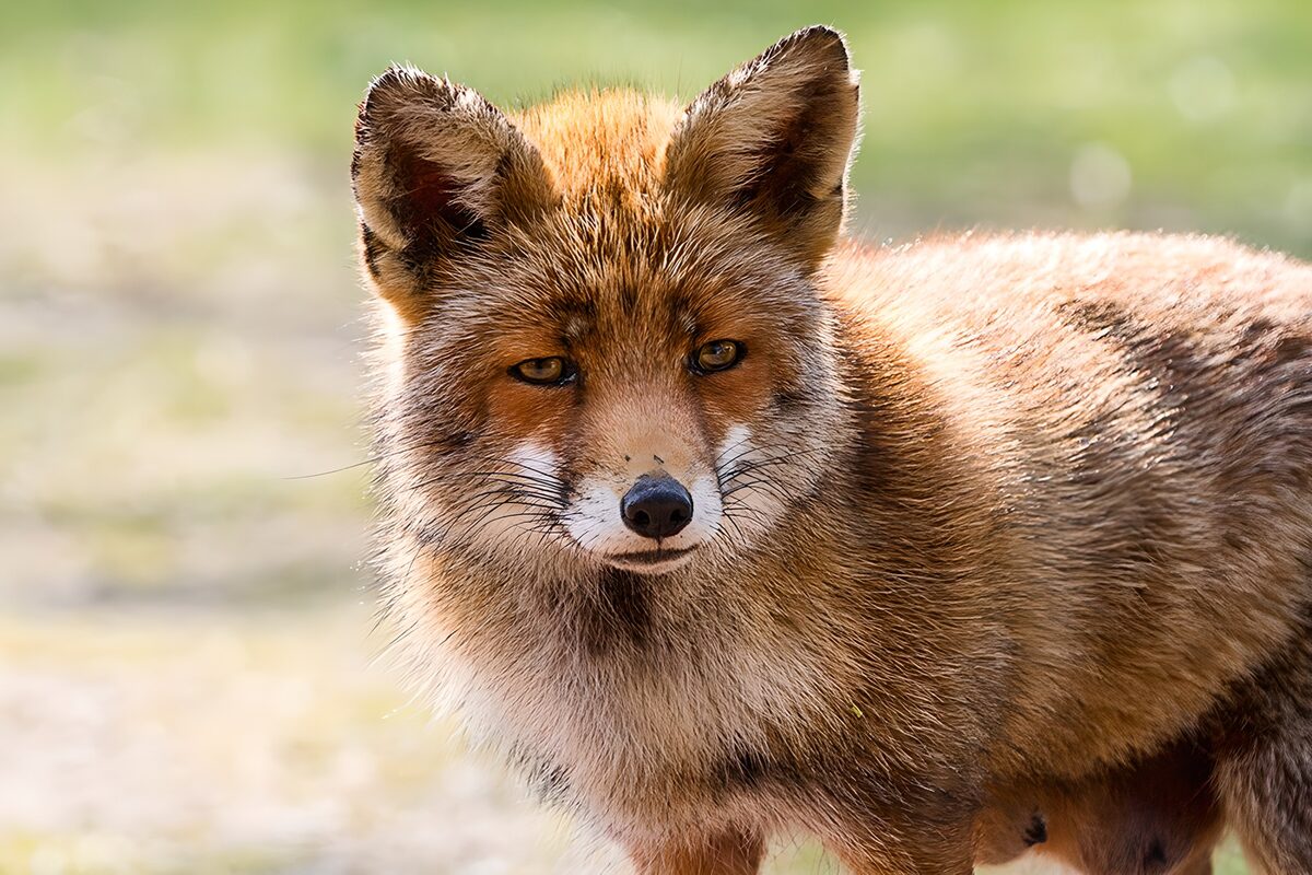 Wise Eyes of a Fox