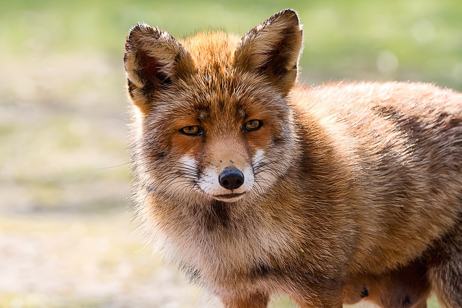 OCCOM9361863: Wise Eyes of a Fox