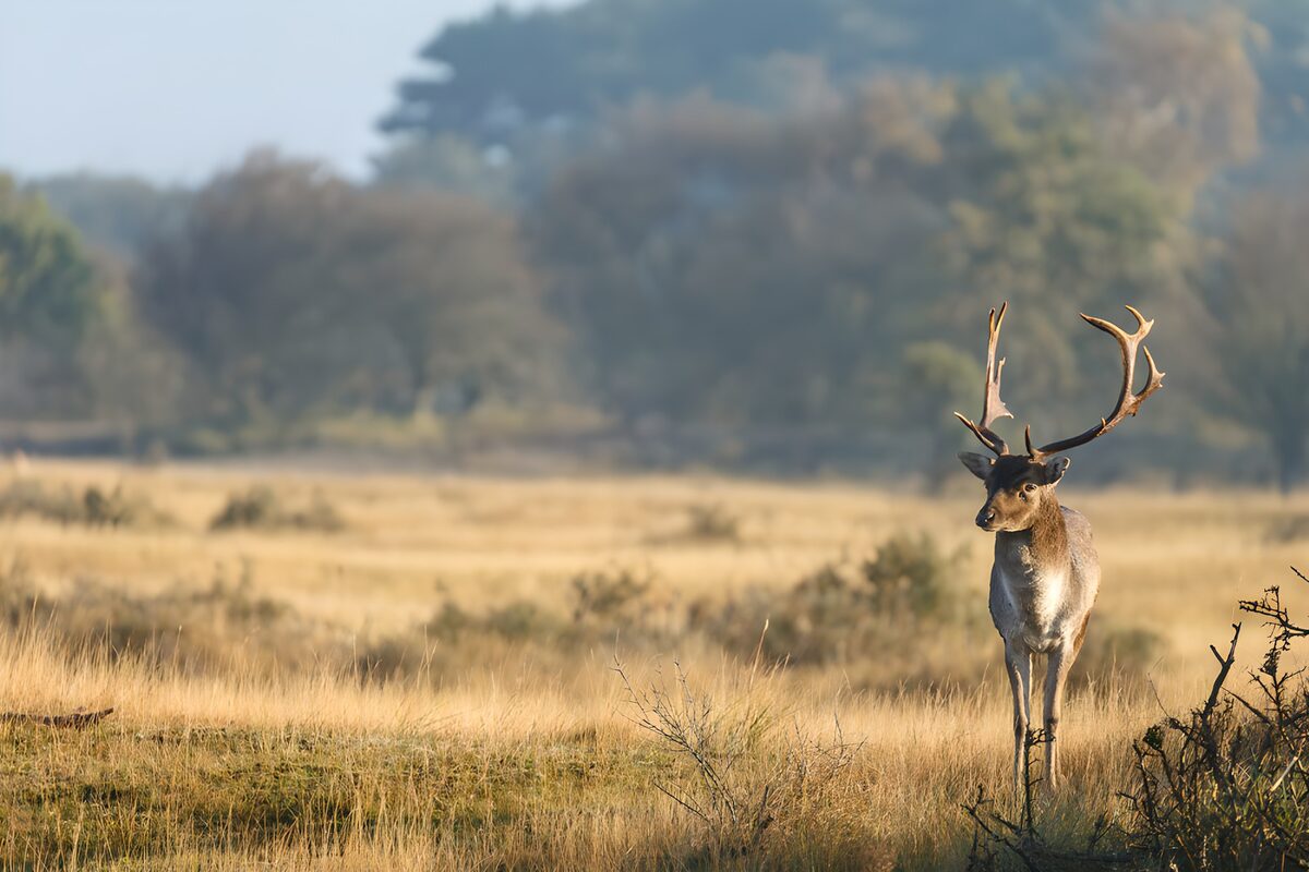OCCOM2743966: Majestic Buck in Morning Light