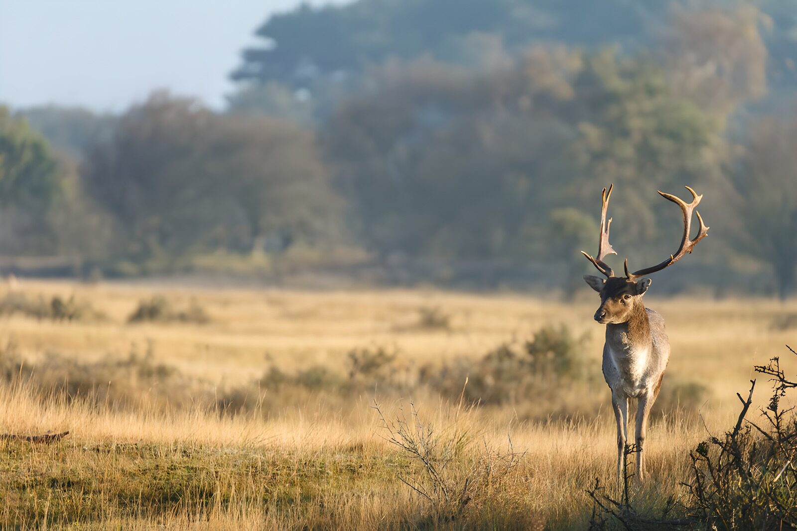 OCCOM2743966: Majestic Buck in Morning Light