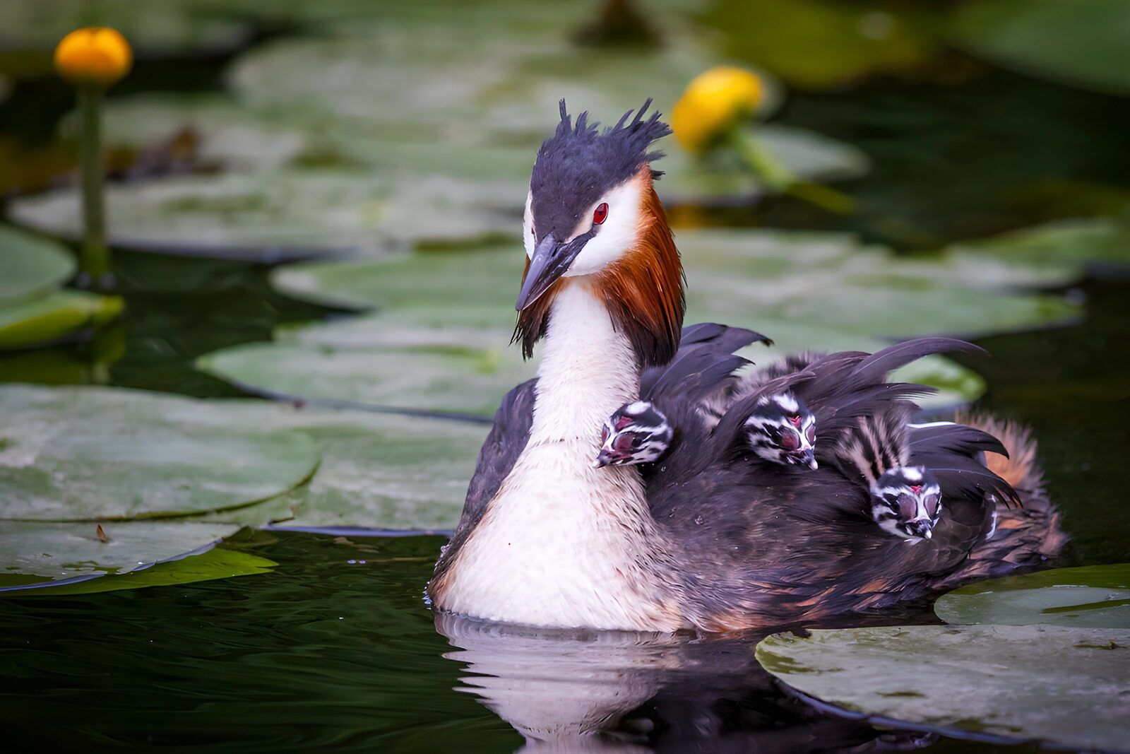 OCCOM8066461: Caring Grebe with Her Chicks