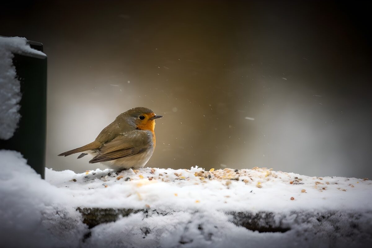 Winter Robin in the Snow