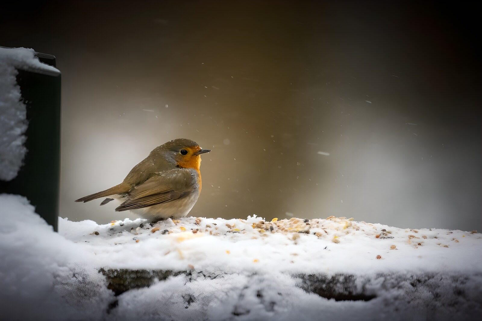 OCCOM8618975: Winter Robin in the Snow