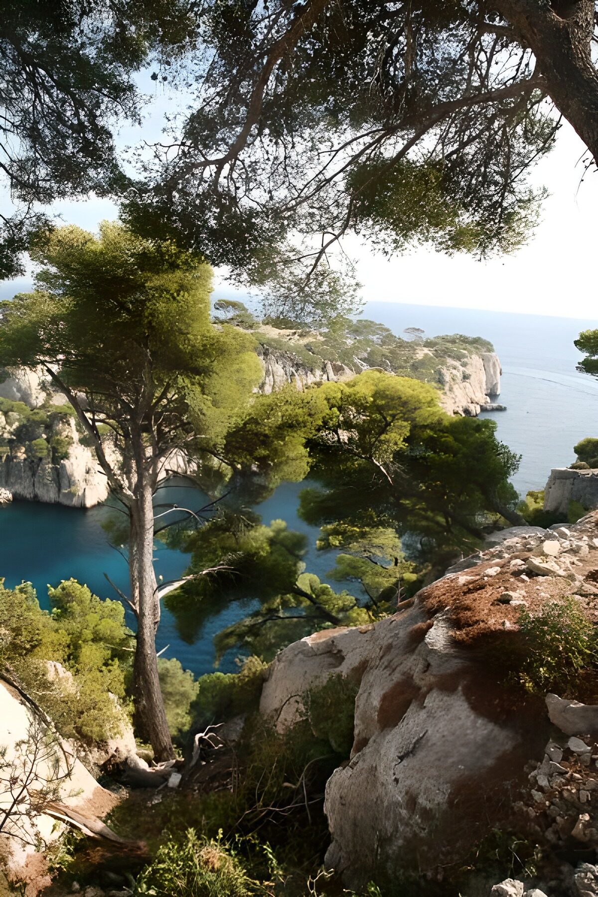 OCCOM6449978: Serene Coastal View Among the Pines