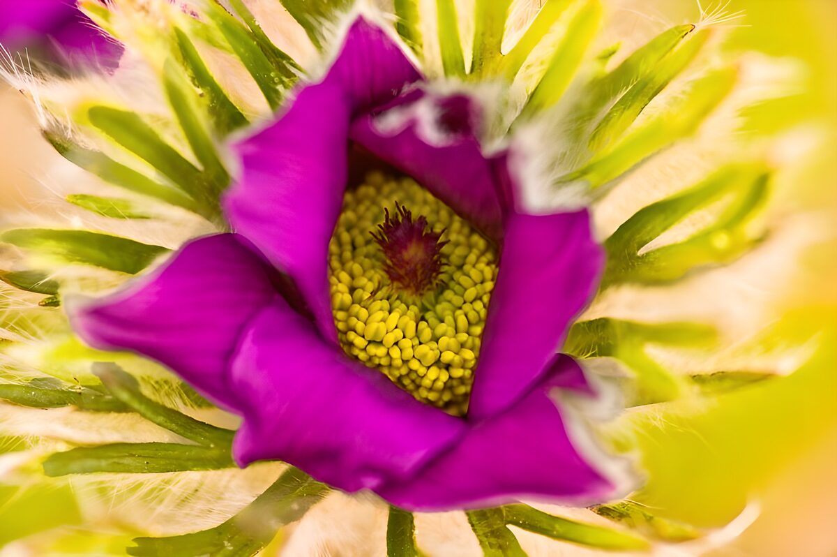 Vibrant Purple Flower Bloom