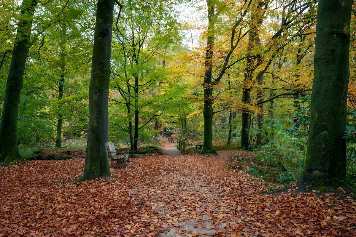 Enchanted Autumn Pathway