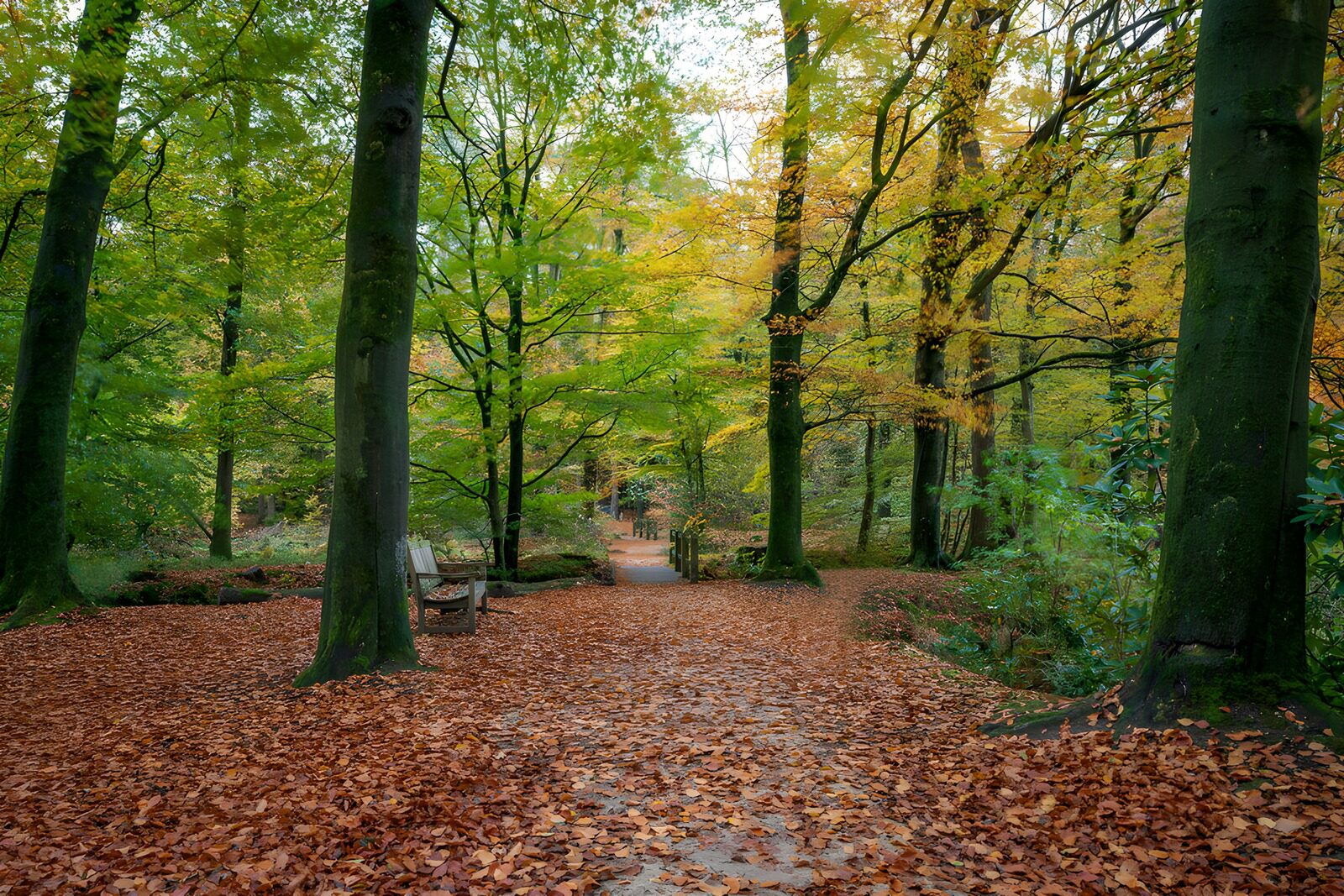 OCCOM5930182: Enchanted Autumn Pathway