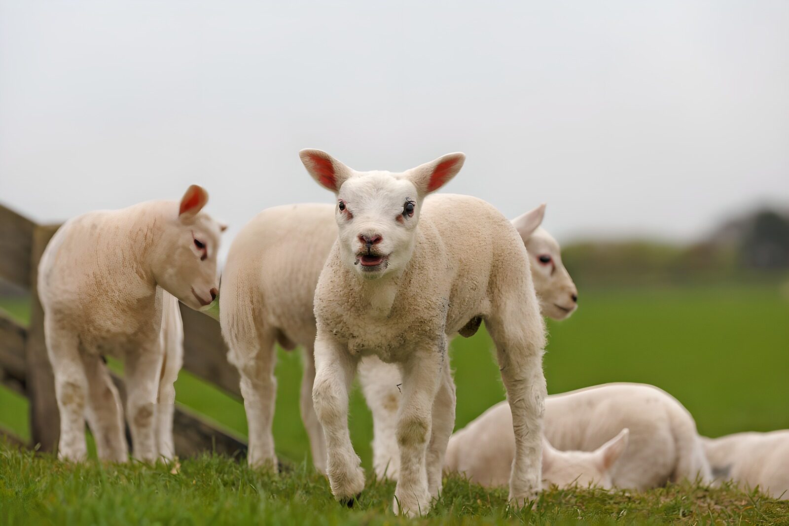 OCCOM5889269: Playful Lambs in the Meadow
