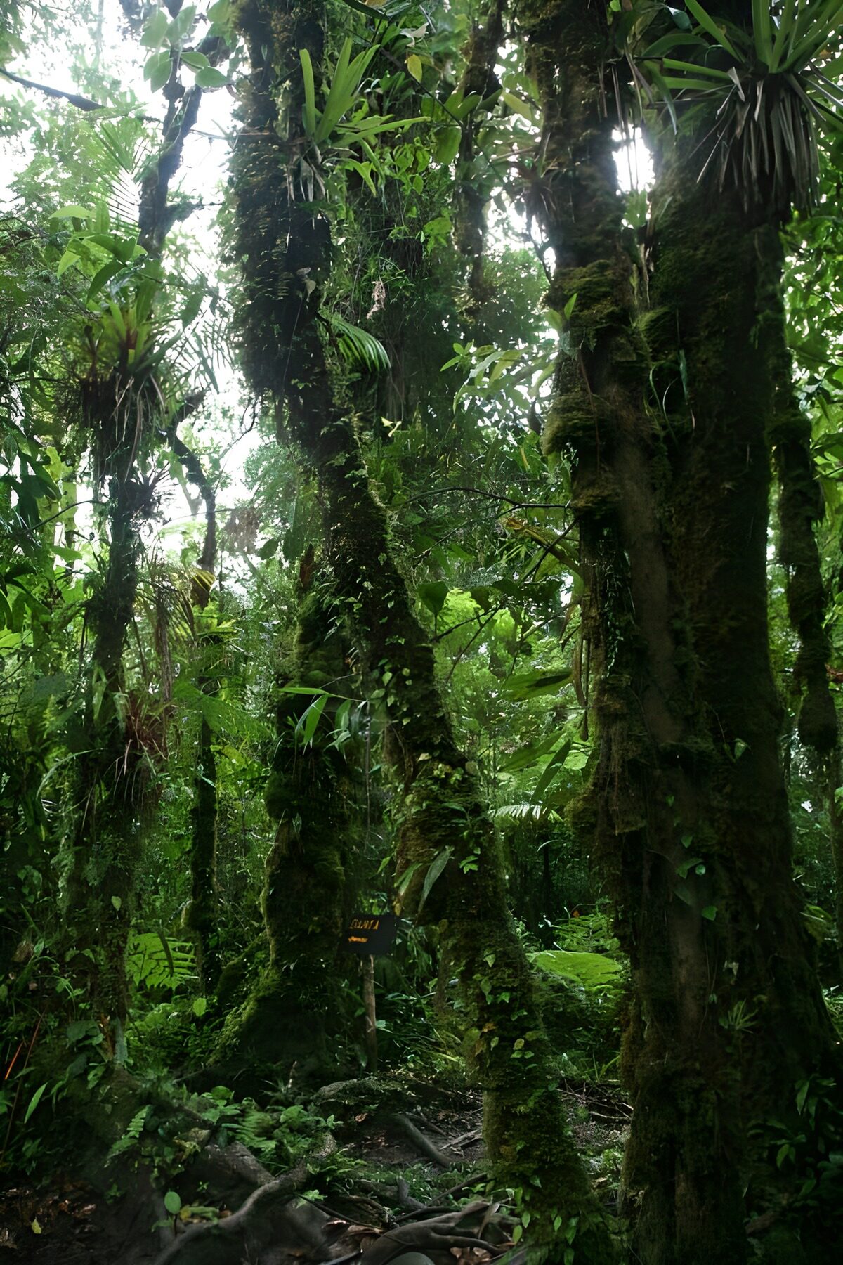 OCCOM3343775: Lush Green Rainforest Canopy