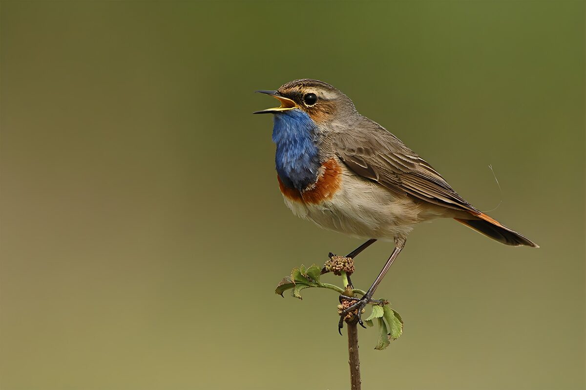 Charming Male Blue-throated Bird