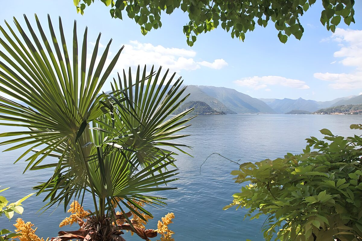 Tranquil Lakeside View with Palms