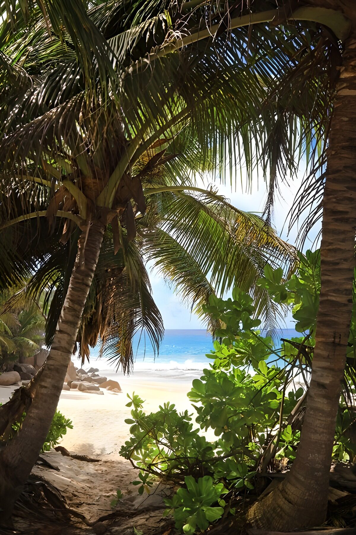 OCCOM7984776: Tropical Beach Escape