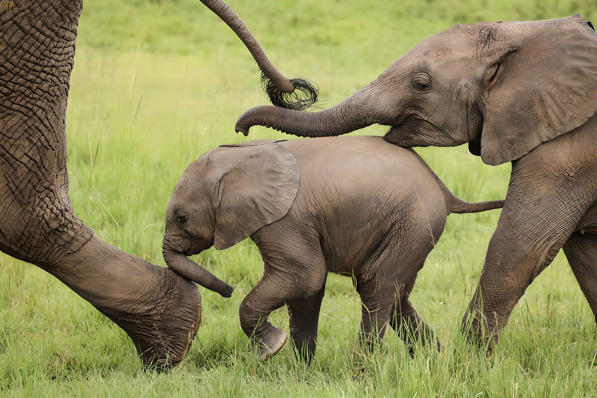 Playful Elephants in the Wild