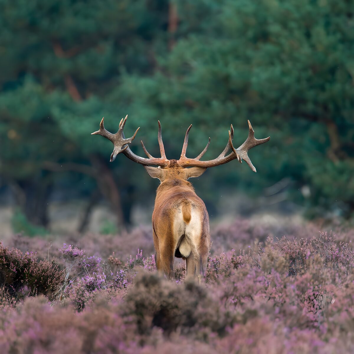 OCCOM2276964: Majestic Stag in Blooming Heather