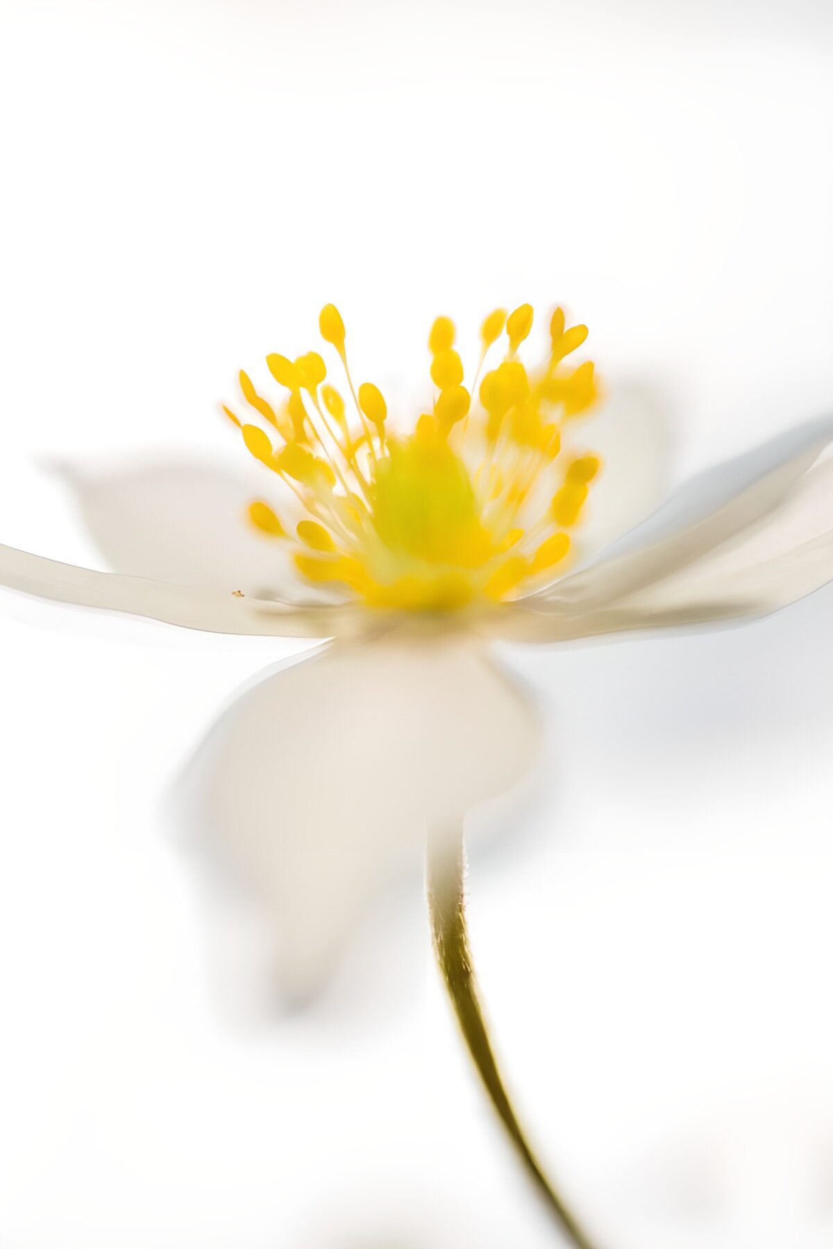 Delicate White Blossom