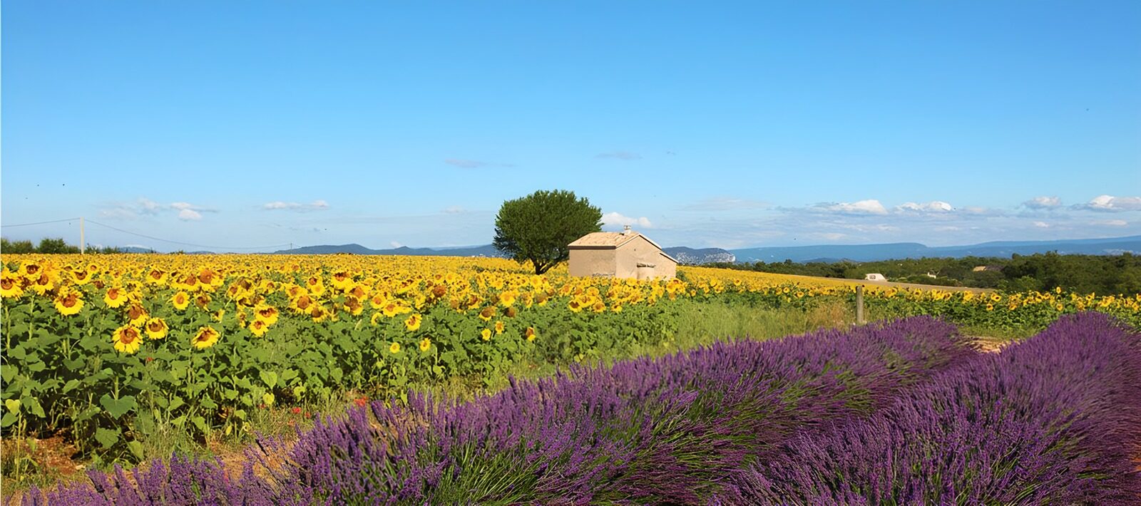 OCCOM6868429: Sunflowers and Lavender Fields