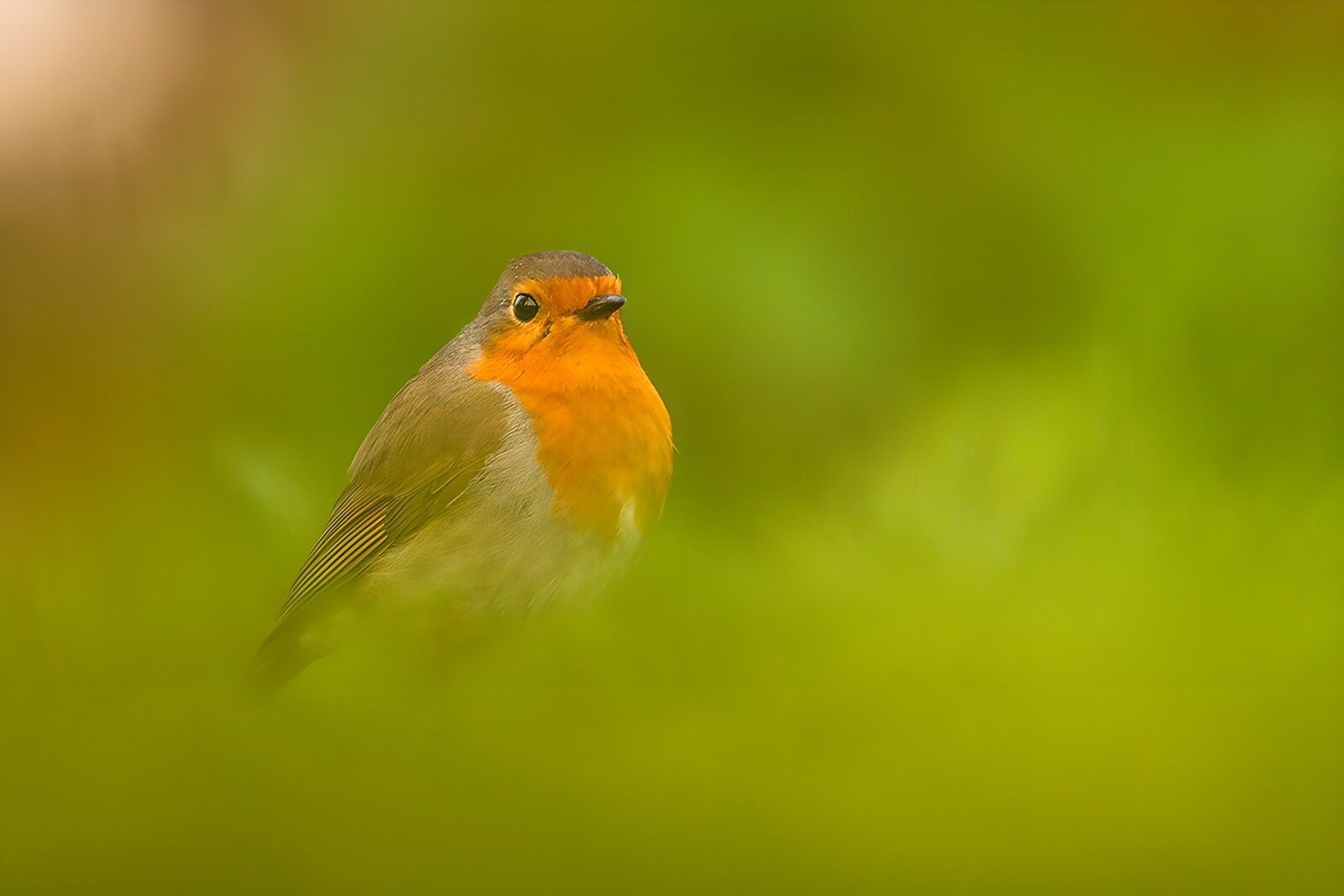 OCCOM4362603: Vibrant Robin Amidst Lush Greenery