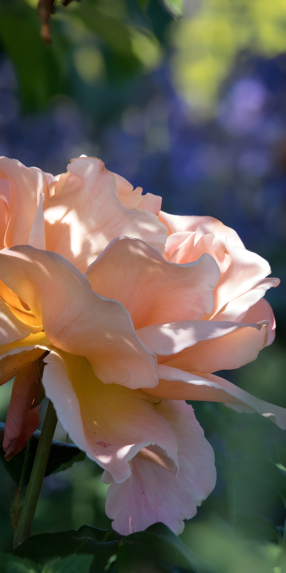 OCCOM4632539: Soft Blooming Rose in Golden Light