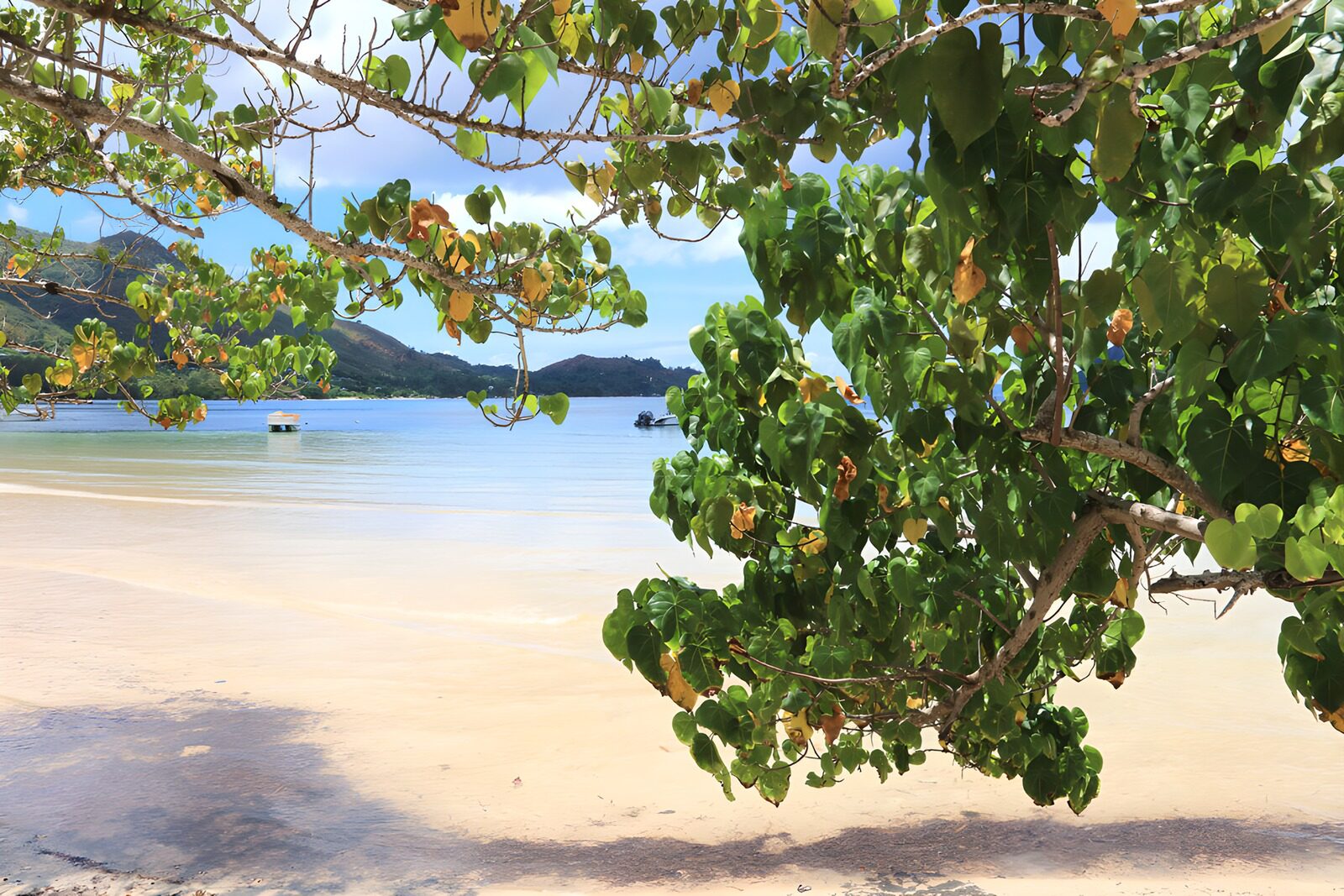 OCCOM2508902: Serene Beach View Through Green Foliage