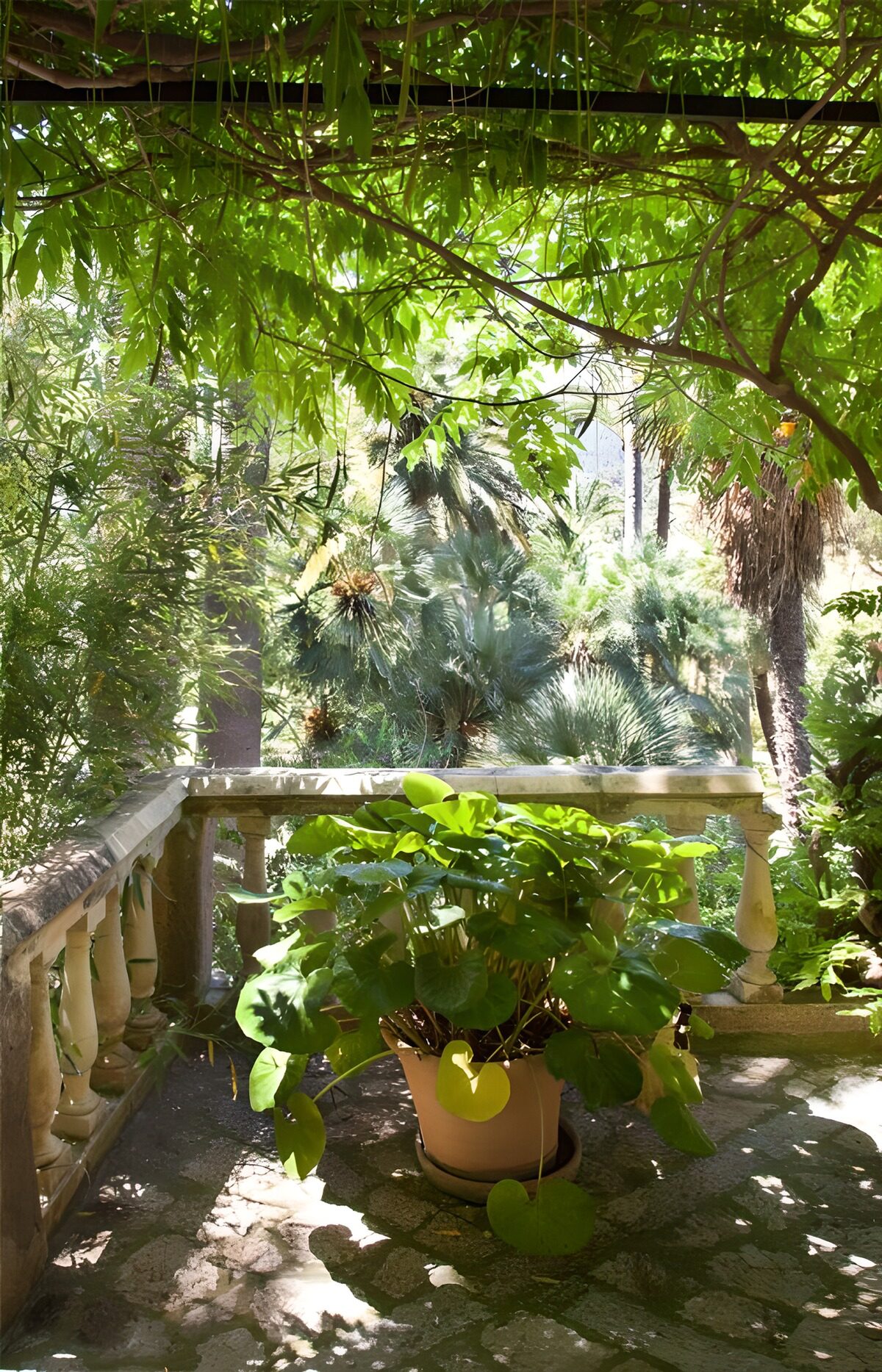 OCCOM6043439: Lush Green Garden Oasis