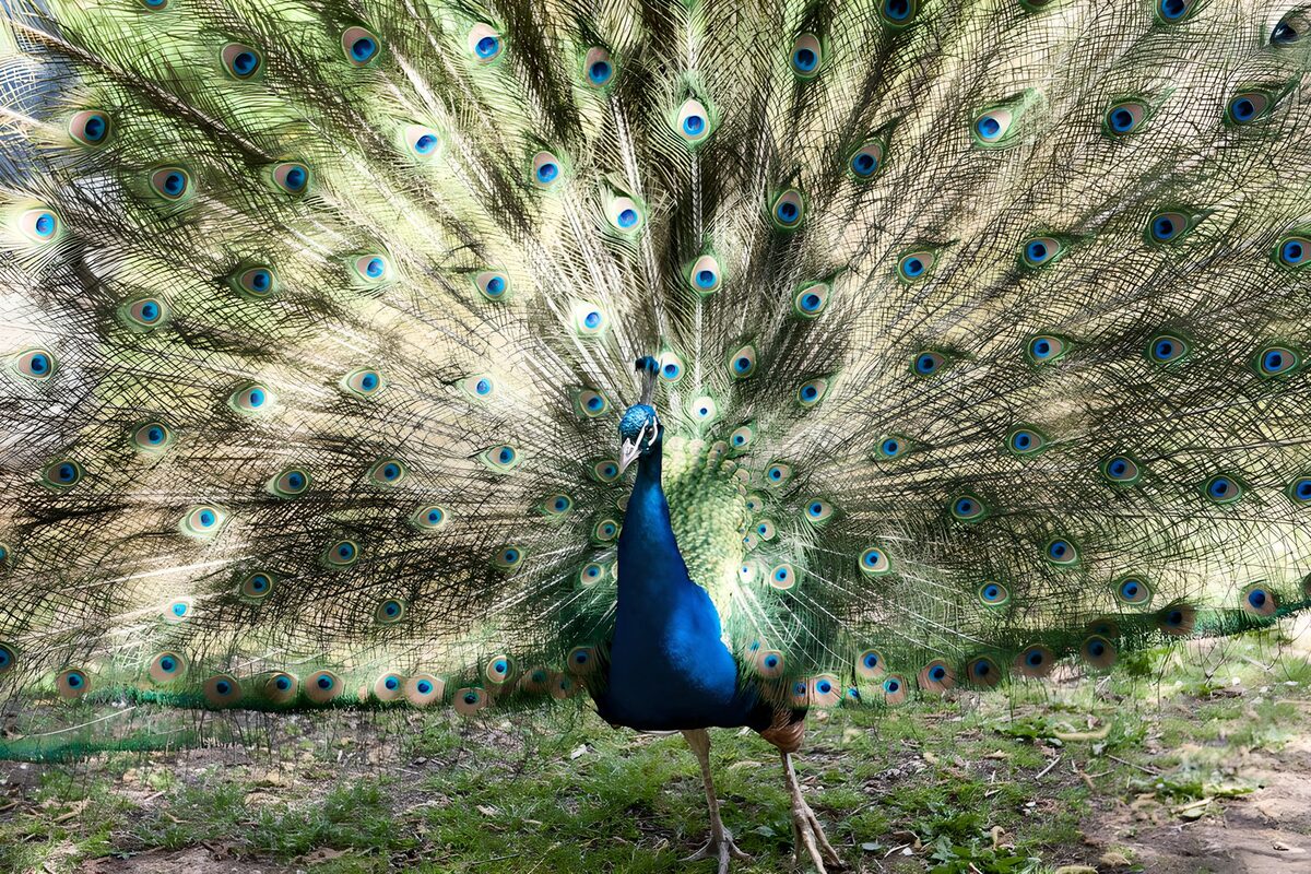 Majestic Peacock Display