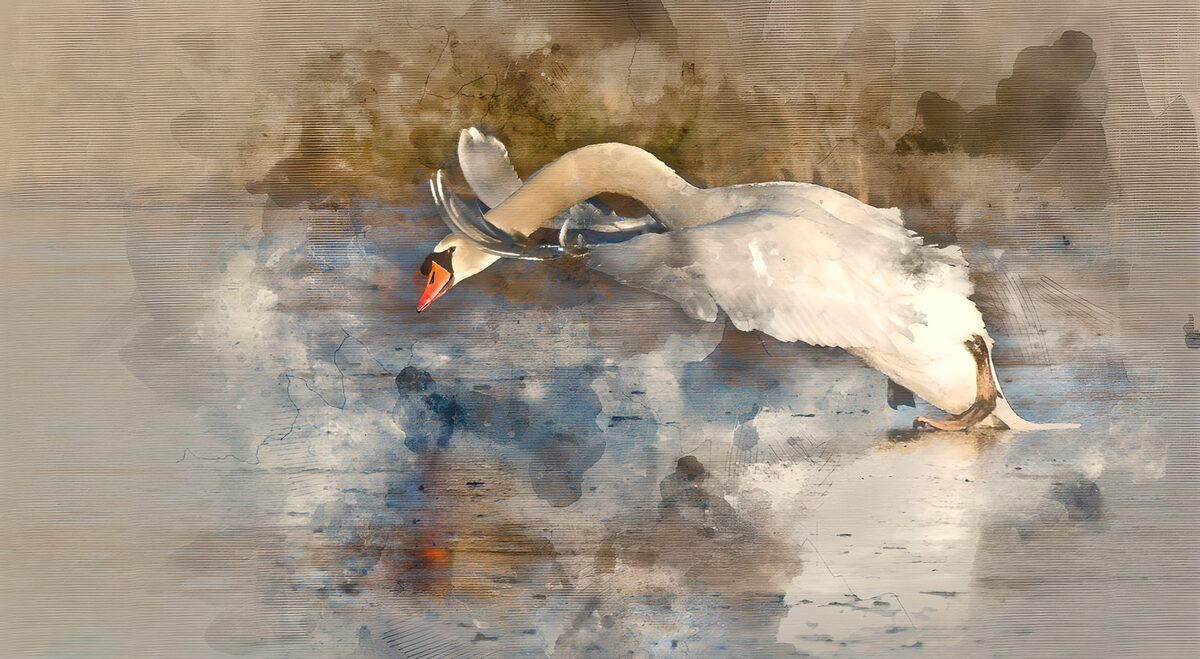 Graceful Swan in Artistic Motion