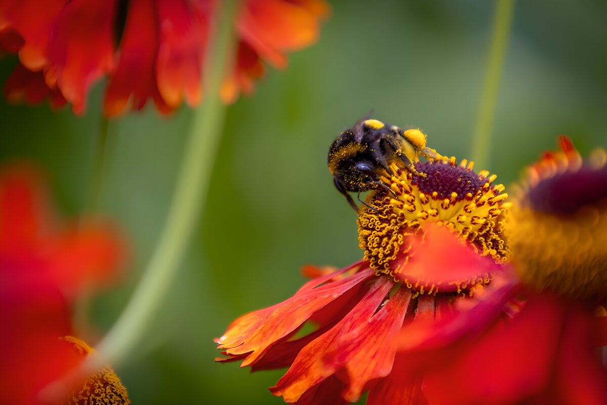 Pollen-Covered Bumblebee on Red Helenium