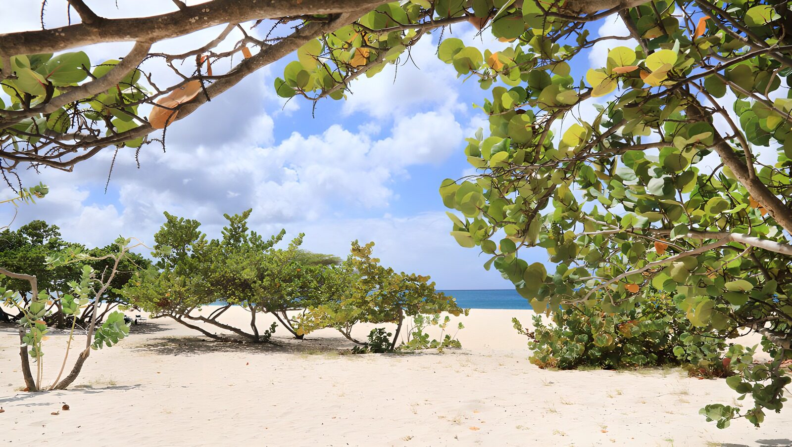 OCCOM1620623: Tranquil Beach View Framed by Greenery