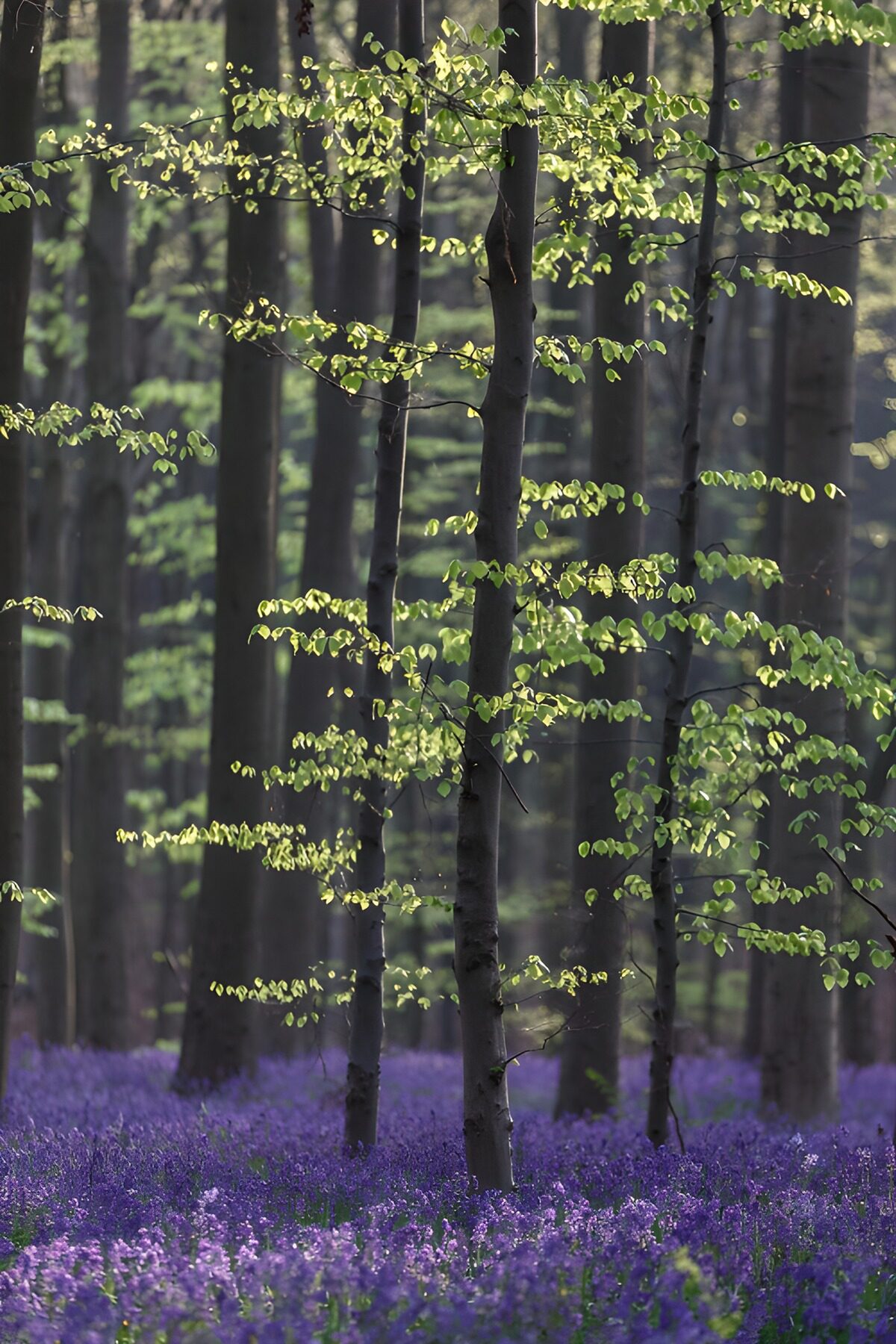 Enchanted Bluebell Forest