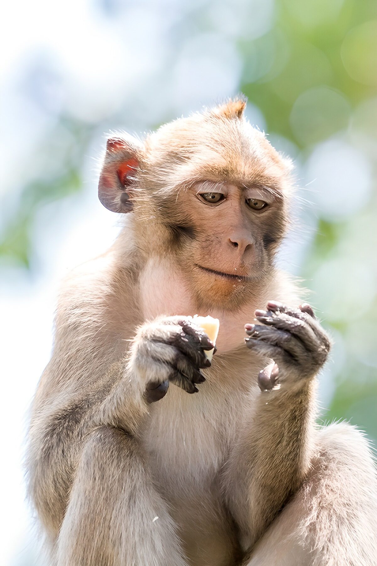 Thoughtful Monkey Enjoying a Snack