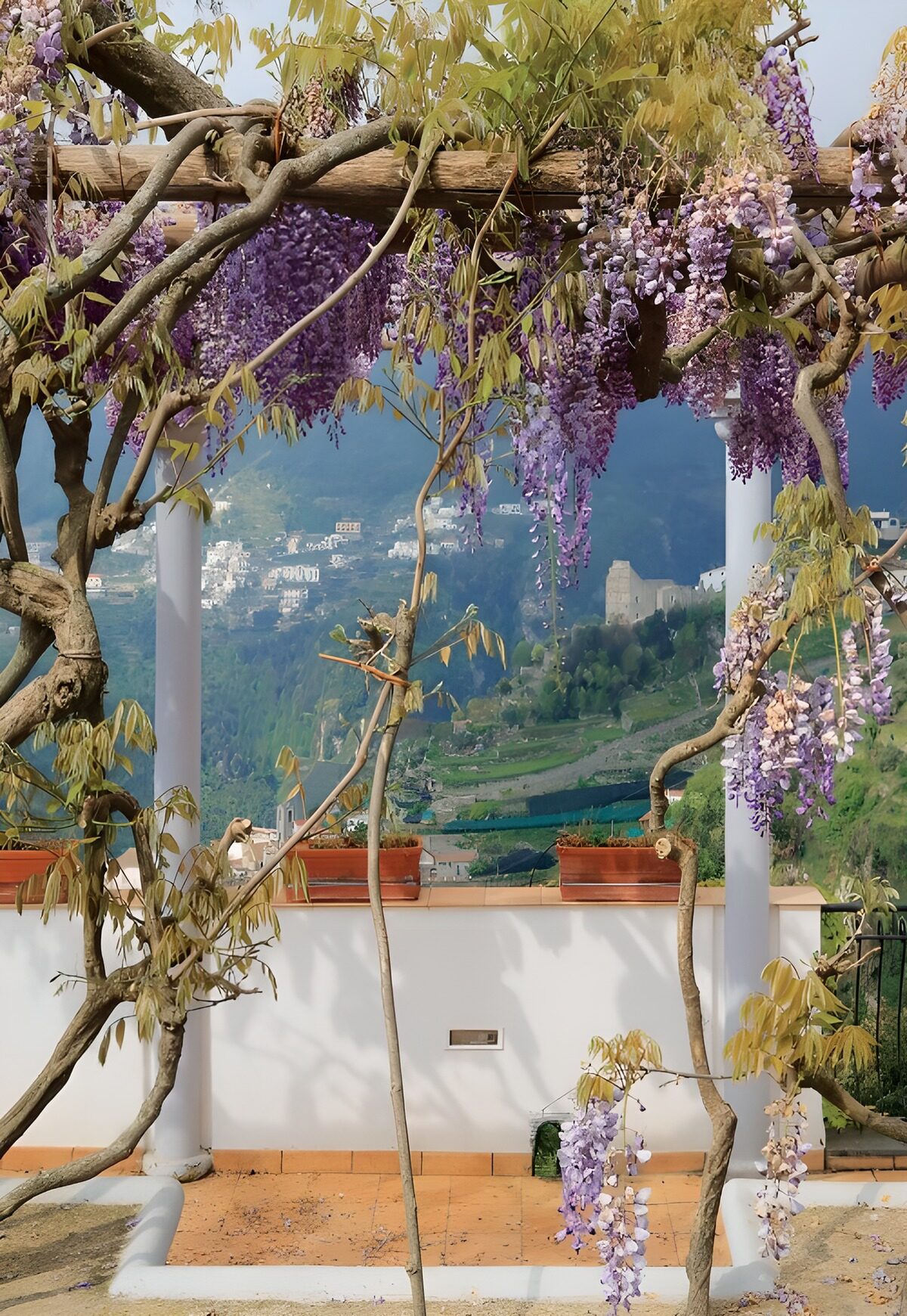OCCOM3081731: Wisteria Overlooking Serene Valley