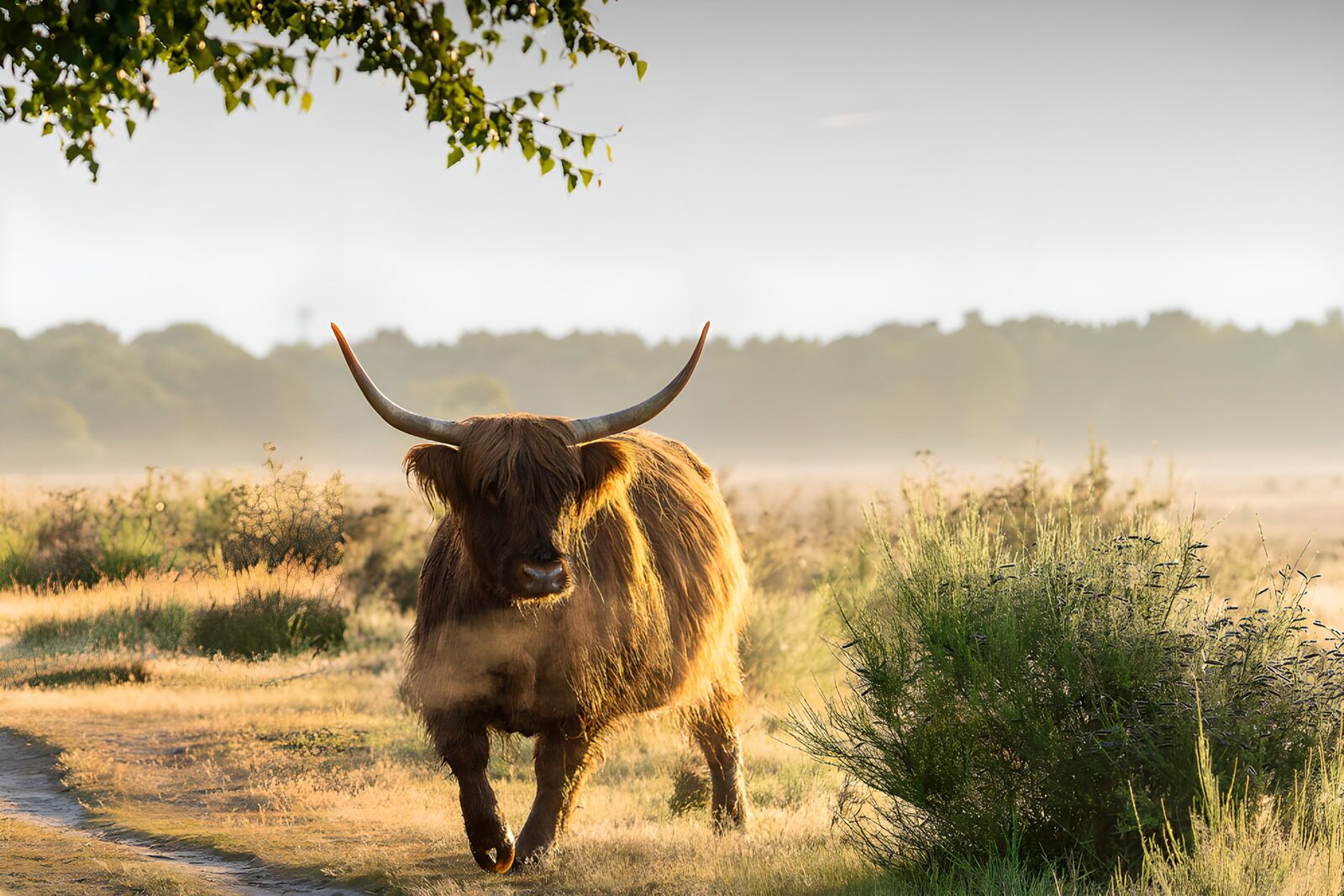 OCCOM6246246: Misty Morning with a Highland Cow