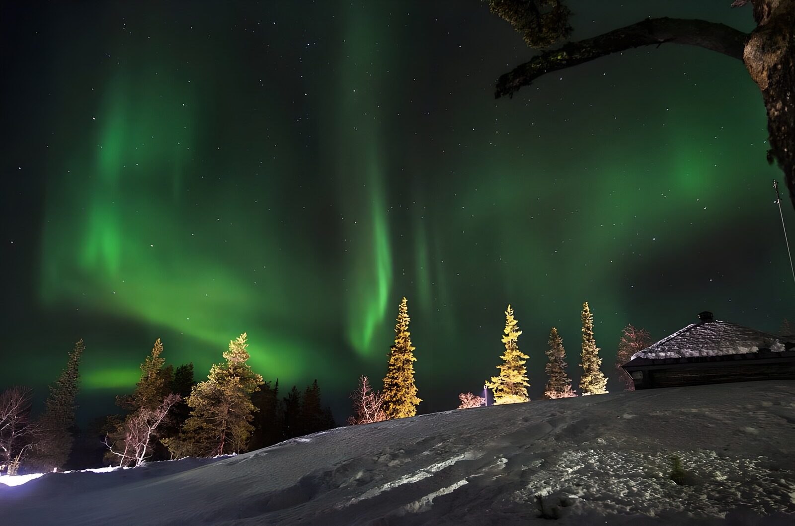 OCCOM7735794: Enchanting Northern Lights Over Snowy Forest
