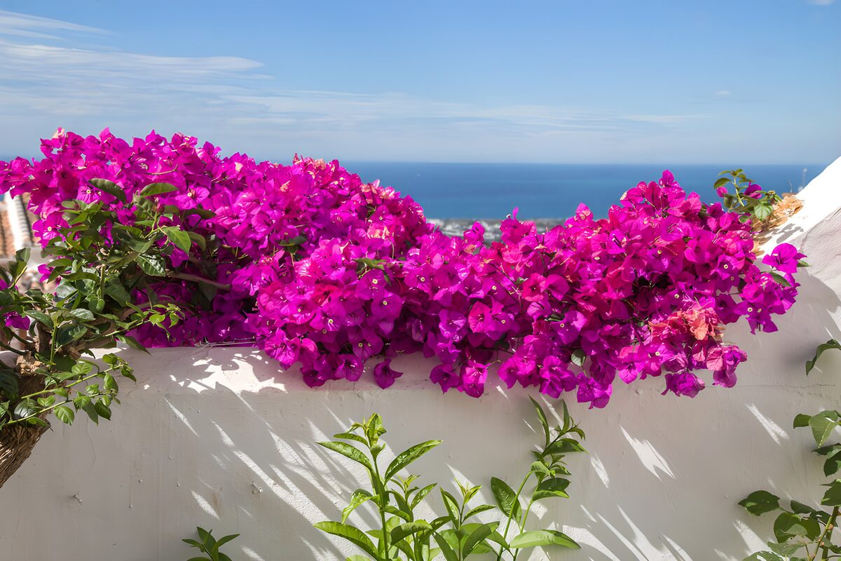 Vibrant Bougainvillea Overlooking the Sea