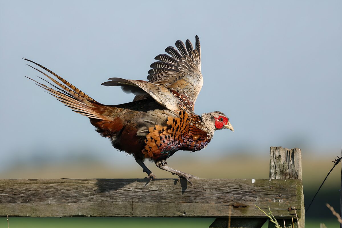 Colorful Pheasant on a Fence