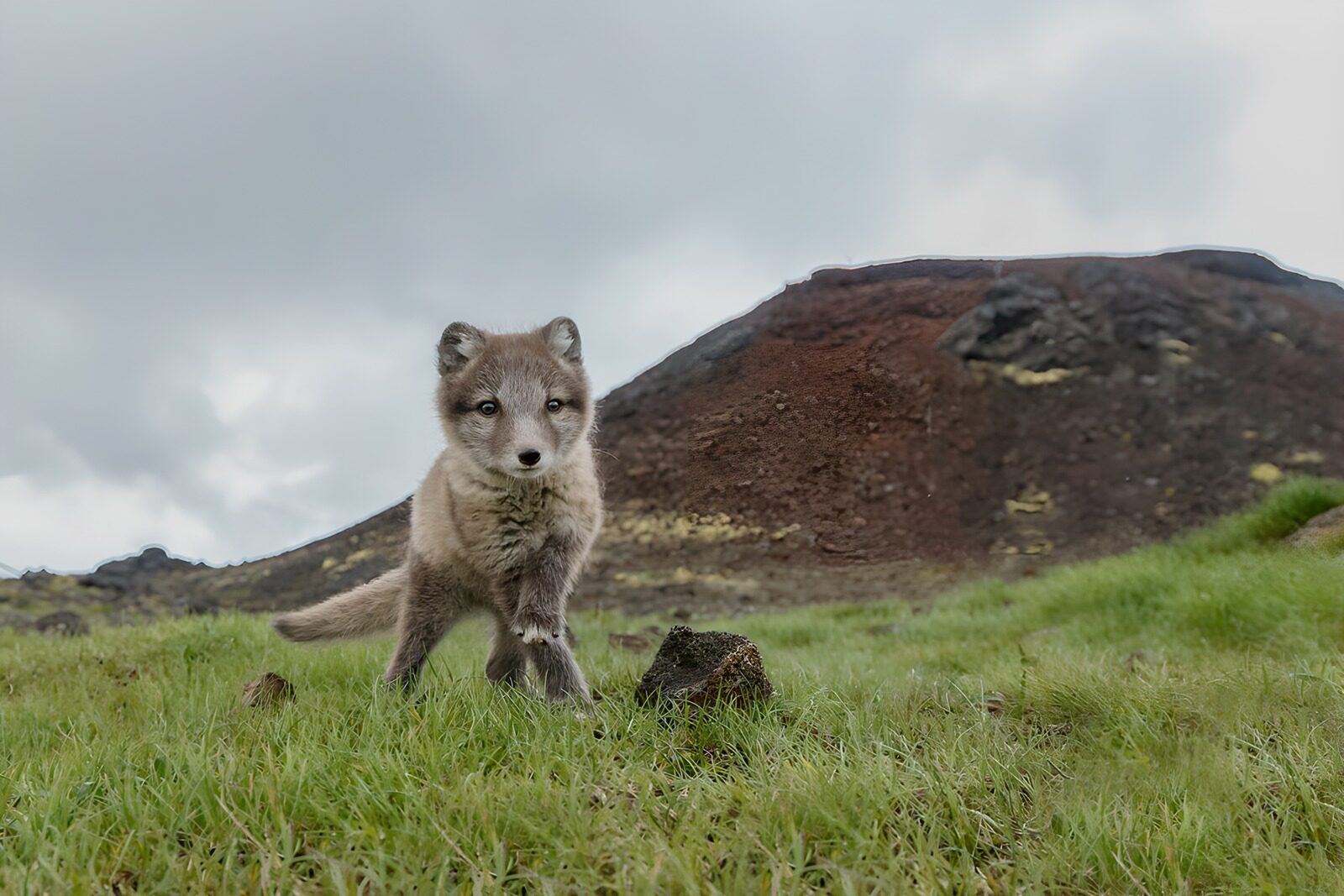OCCOM6591019: Curious Arctic Fox Pup in Nature