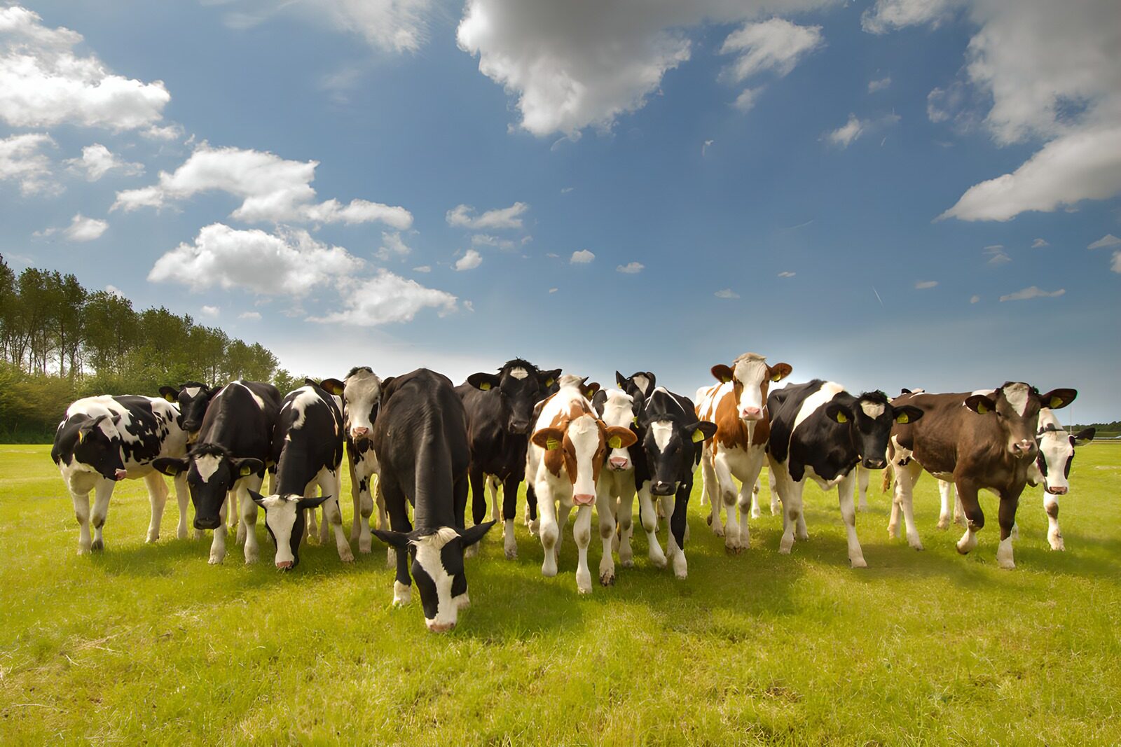 OCCOM7025854: Herd of Cattle in a Sunny Field