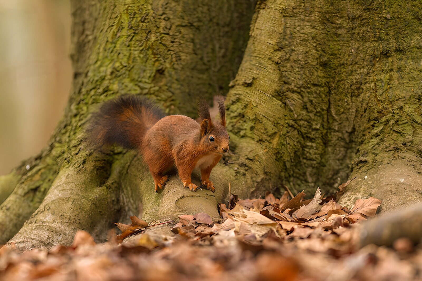 OCCOM2359126: Curious Squirrel on a Tree Trunk