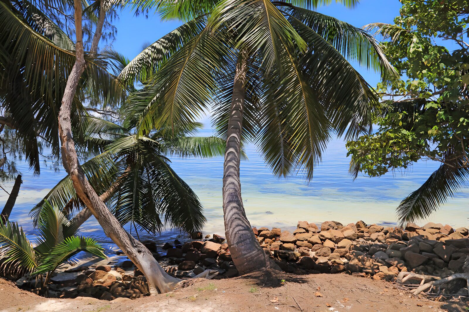 OCCOM3634015: Tranquil Shoreline Under Palm Trees