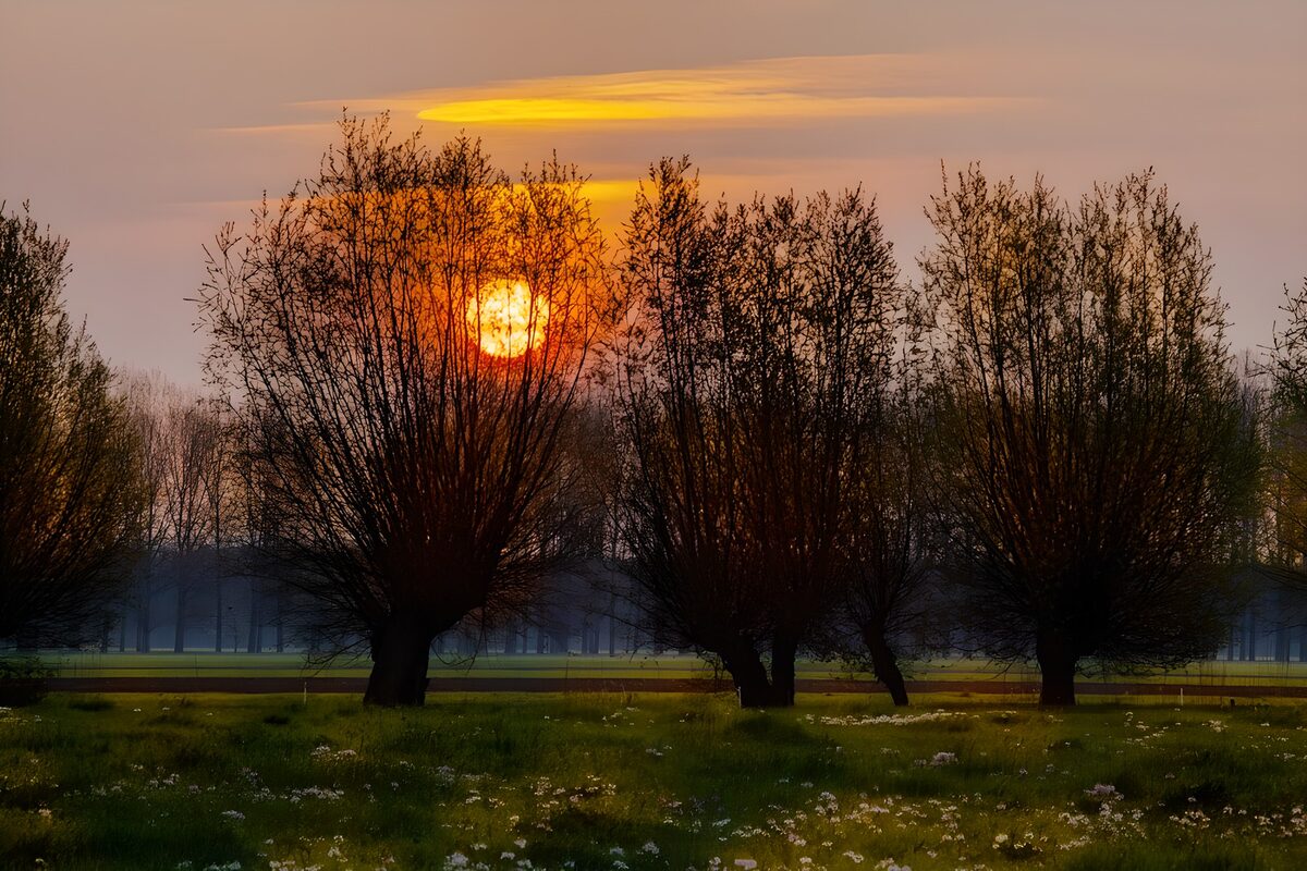 Serene Sunset Among Willow Trees