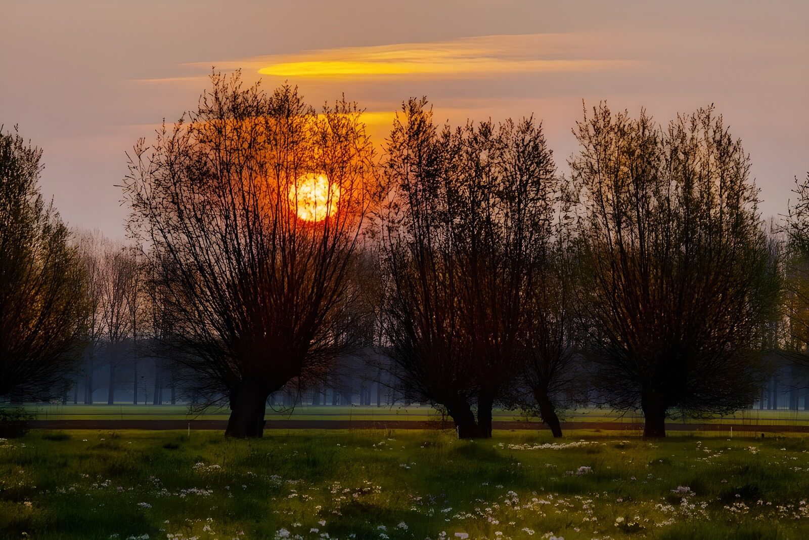OCCOM8758816: Serene Sunset Among Willow Trees
