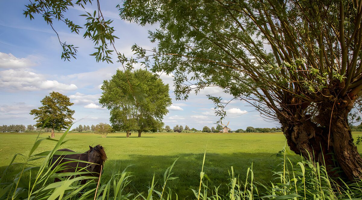 OCCOM2109688: Tranquil Countryside Scene