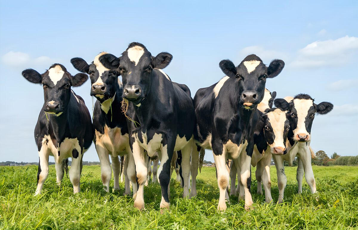 Curious Cows in Green Pasture