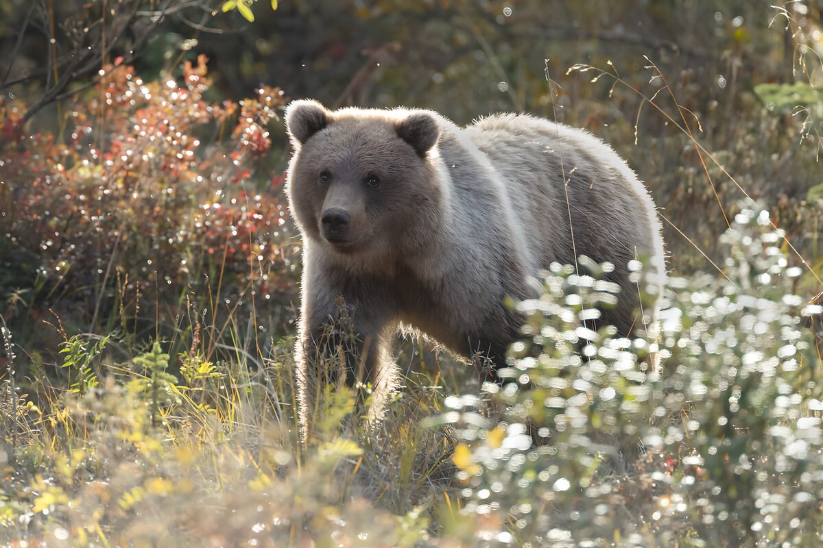 Young Bear in a Sunny Meadow