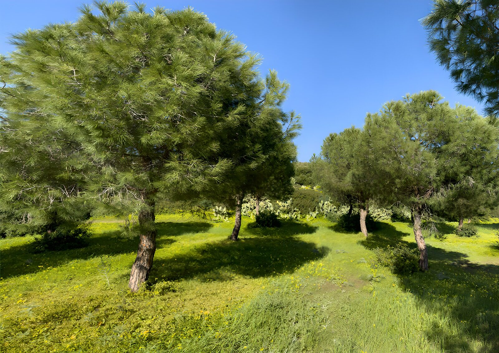 OCCOM6736191: Tranquil Green Grove under Blue Sky