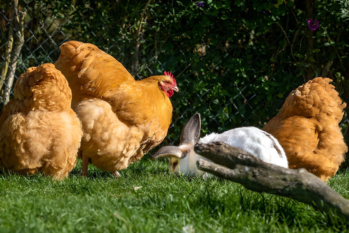 OCCOM4755328: Chickens and Rabbit in Harmony